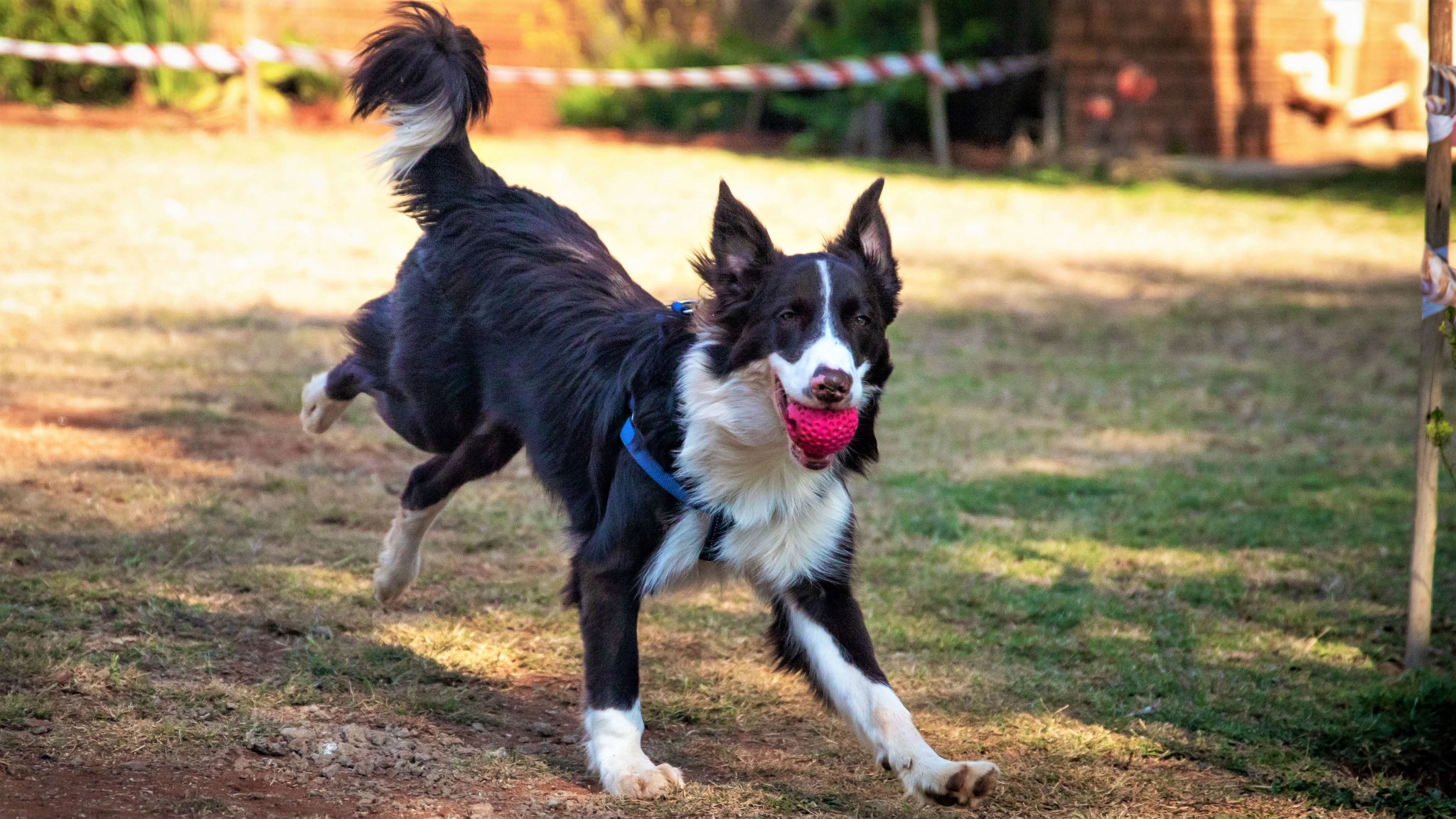 Border Collie Wszystko O Rasie Zwierz Cy Punkt Widzenia