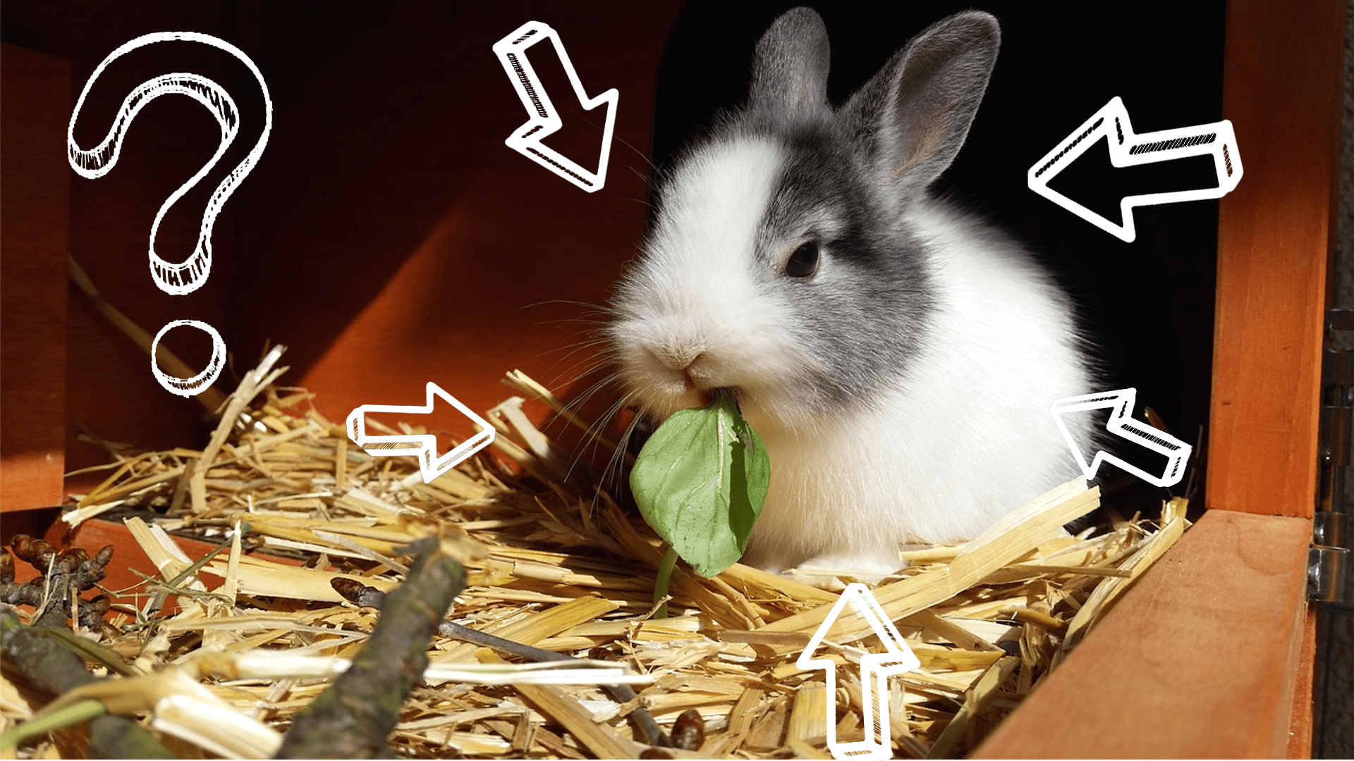 jak żywić królika