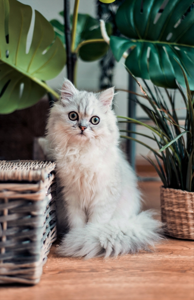 rośliny do domu z kotem bezpieczne dla kota